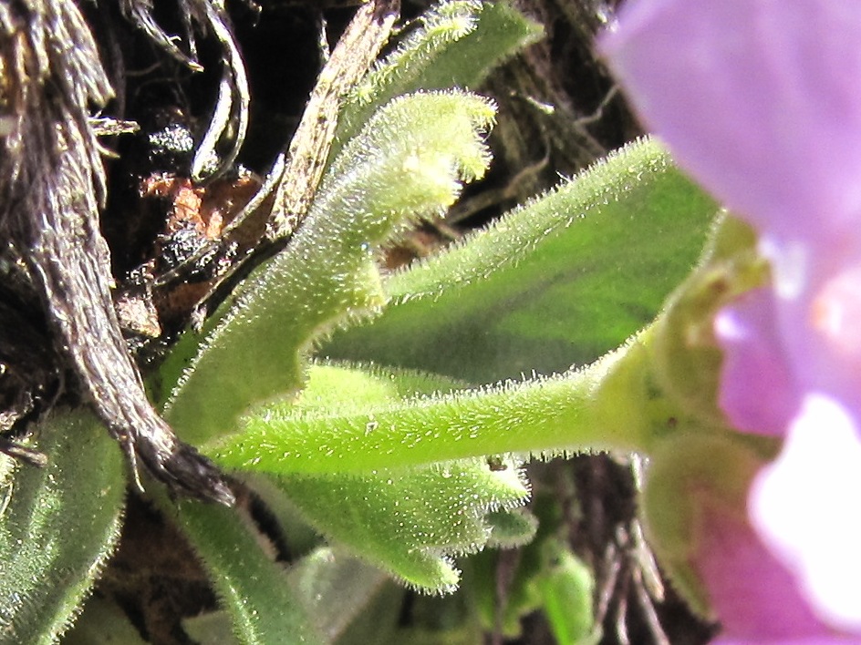 Primula pedemontana / Primula piemontese